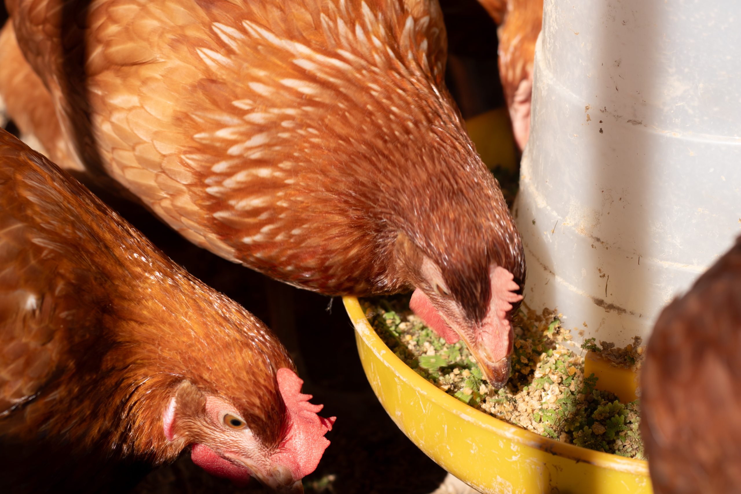 Produits d’alimentation animale